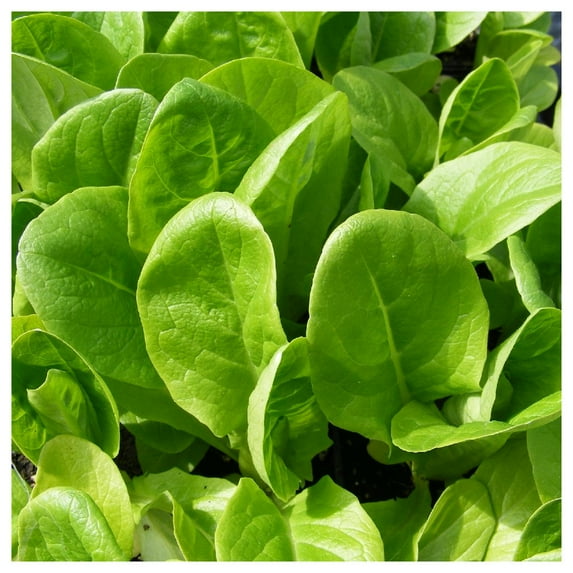 Everwilde Farms - 1/4 lb Little Gem Butterhead Lettuce Seeds - Gold Vault Bulk Seed Packet