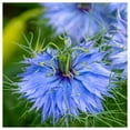 thumbnail image 1 of Everwilde Farms - 1/4 lb Love In A Mist Garden Flower Seeds - Gold Vault Bulk Seed Packet, 1 of 4