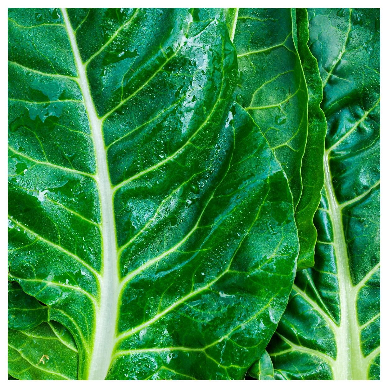Everwilde Farms - 1/4 lb Lucullus Swiss Chard Seeds - Gold Vault Bulk ...