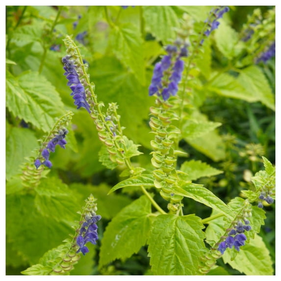 Everwilde Farms - 1/4 lb Mad Dog Skullcap Native Wildflower Seeds - Gold Vault Bulk Seed Packet