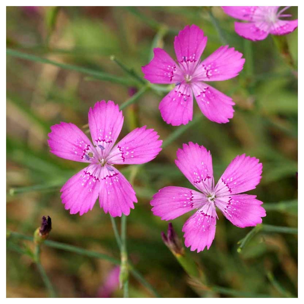 Everwilde Farms - 1/4 lb Maiden Pinks Garden Flower Seeds - Gold Vault Bulk Seed Packet