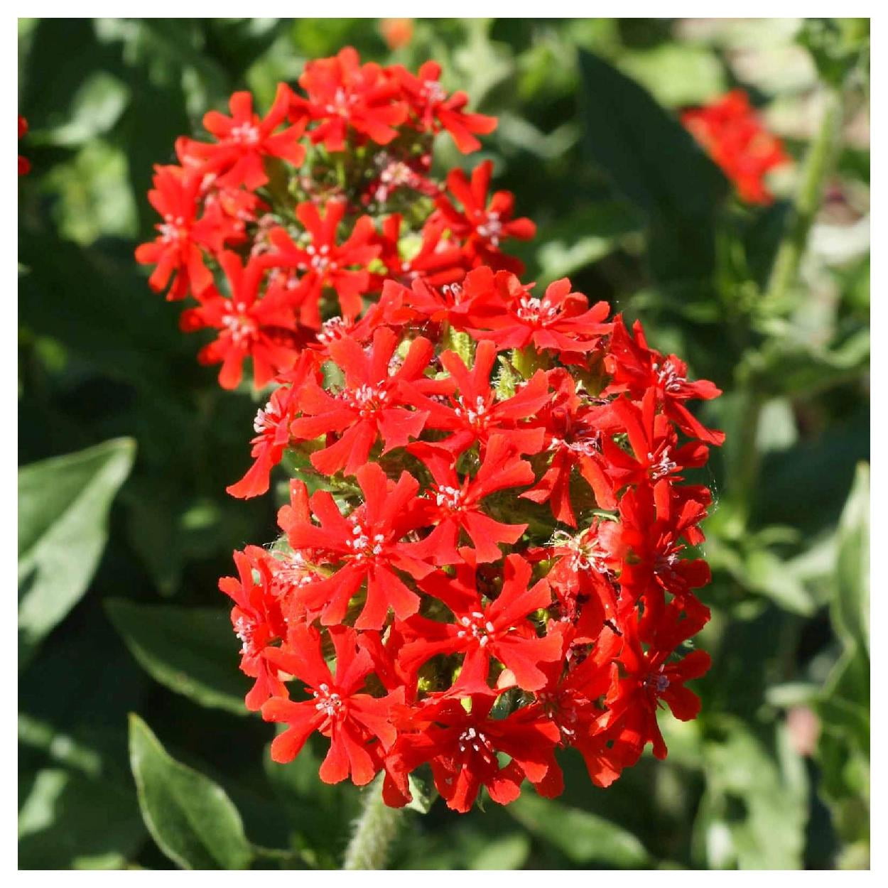Everwilde Farms - 1/4 lb Maltese Cross Garden Flower Seeds - Gold Vault Bulk Seed Packet