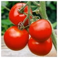 thumbnail image 1 of Everwilde Farms - 1/4 lb Manitoba Heirloom Tomato Seeds - Gold Vault Bulk Seed Packet, 1 of 2
