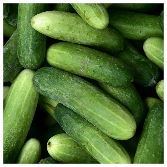 Everwilde Farms - 1/4 lb Marketmore 76 Cucumber Seeds - Gold Vault Bulk Seed Packet