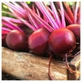 thumbnail image 1 of Everwilde Farms - 1/4 lb Merlin Beet Seeds - Gold Vault Bulk Seed Packet, 1 of 2
