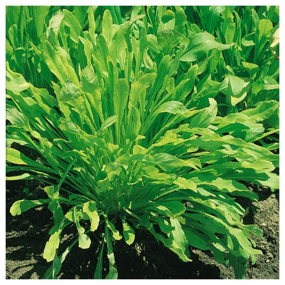 Everwilde Farms - 1/4 lb Mibuna Chinese Cabbage Seeds - Gold Vault Bulk Seed Packet