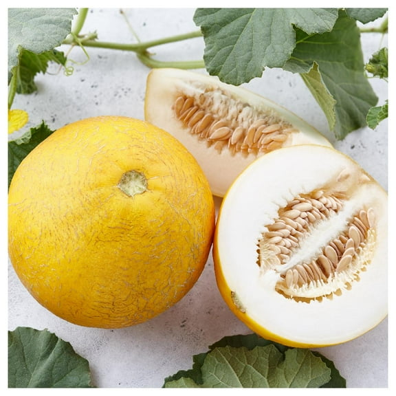 Everwilde Farms - 1/4 lb Minnesota Midget Melon Seeds - Gold Vault Bulk Seed Packet