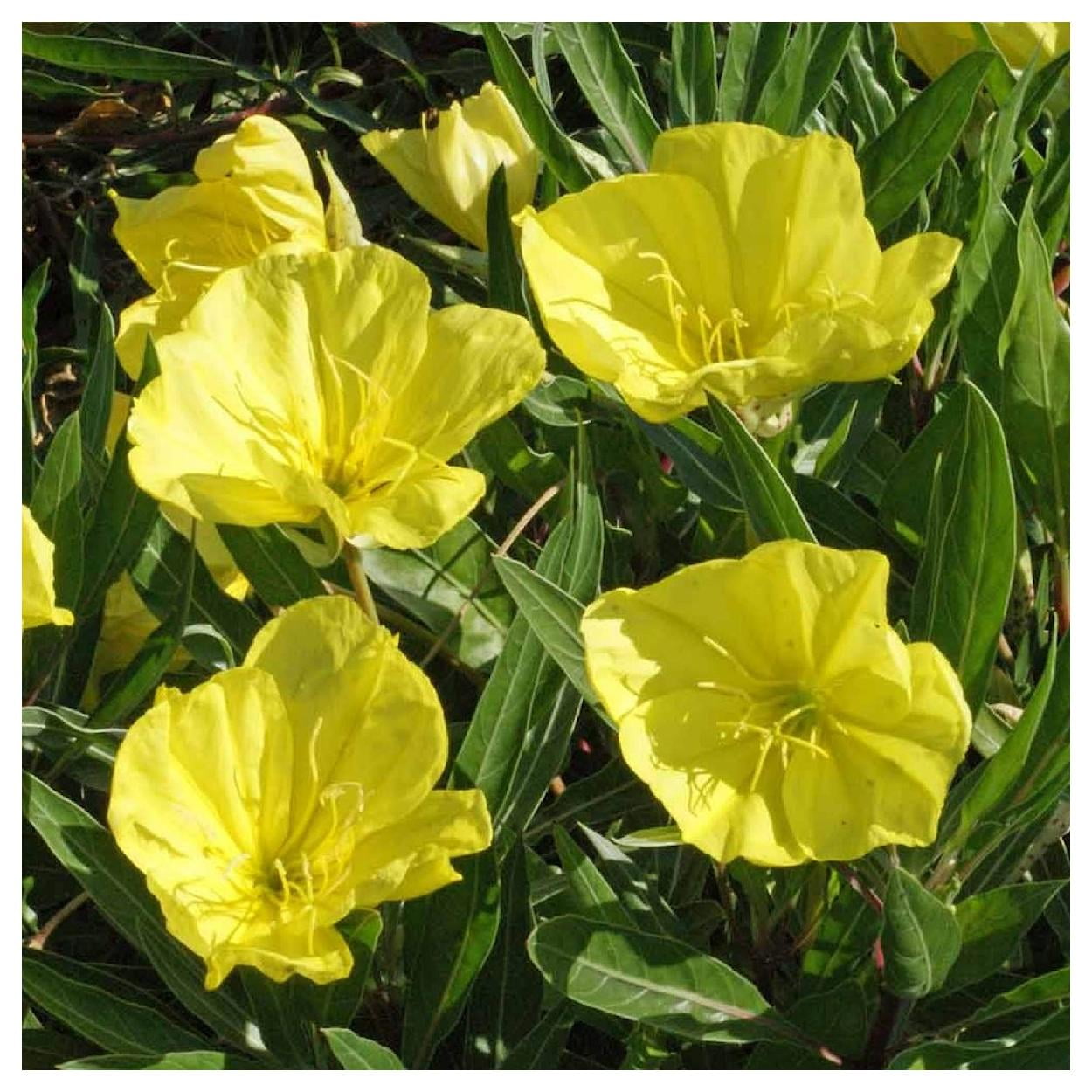 Everwilde Farms - 1/4 lb Missouri Evening Primrose Native Wildflower Seeds - Gold Vault Bulk Seed Packet