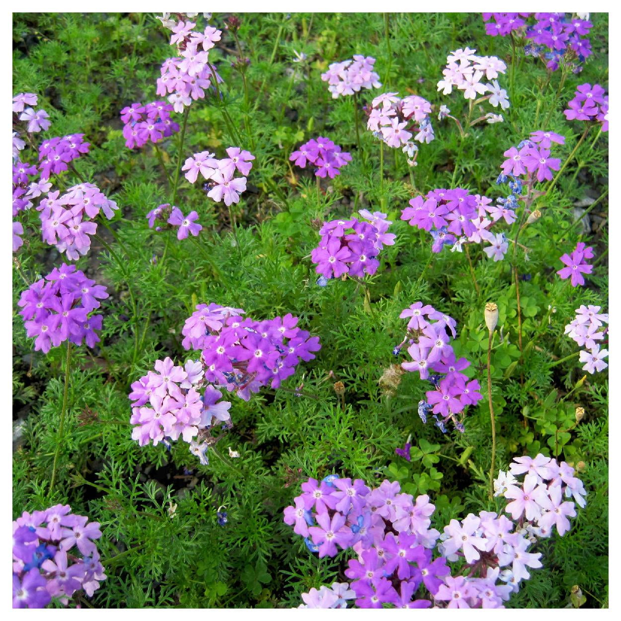 Everwilde Farms - 1/4 lb Moss Verbena Garden Flower Seeds - Gold Vault Bulk Seed Packet