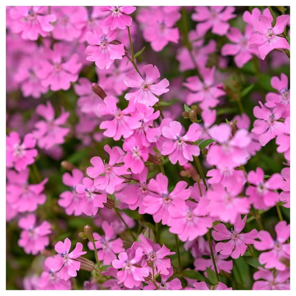 Everwilde Farms - 1/4 lb Nodding Catchfly Garden Flower Seeds - Gold Vault Bulk Seed Packet