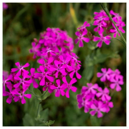 Everwilde Farms - 1/4 lb None So Pretty Catchfly Garden Flower Seeds - Gold Vault Bulk Seed Packet