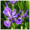 thumbnail image 1 of Everwilde Farms - 1/4 lb Northern Blue Flag Native Wildflower Seeds - Gold Vault Bulk Seed Packet, 1 of 3