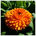 thumbnail image 1 of Everwilde Farms - 1/4 lb Orange King Zinnia Garden Flower Seeds - Gold Vault Bulk Seed Packet, 1 of 3