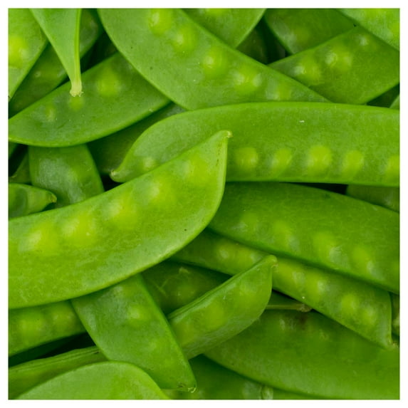 Everwilde Farms - 1/4 lb Oregon Sugar Pod II Pea Seeds - Gold Vault Bulk Seed Packet