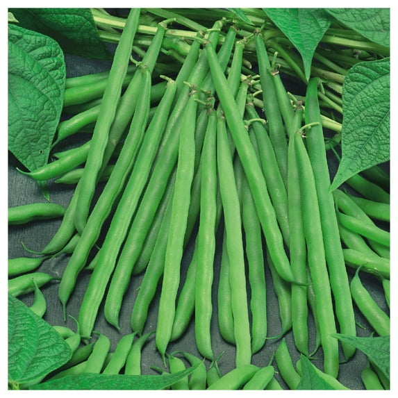 Everwilde Farms - 1/4 lb Organic French Garden Green Bush Bean Seeds - Gold Vault Bulk Seed Packet