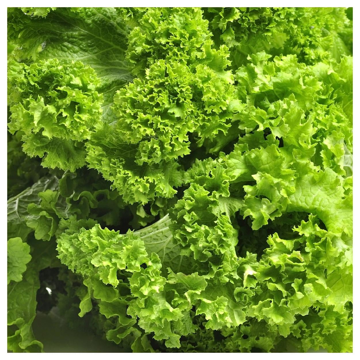 Everwilde Farms - 1/4 lb Organic Southern Giant Curled Mustard Seeds - Gold Vault Bulk Seed Packet