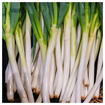 Everwilde Farms - 1/4 lb Organic White Tokyo Long Onion Seeds - Gold Vault Bulk Seed Packet