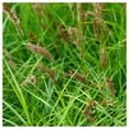 thumbnail image 1 of Everwilde Farms - 1/4 lb Oval Sedge Native Grass Seeds - Gold Vault Bulk Seed Packet, 1 of 3