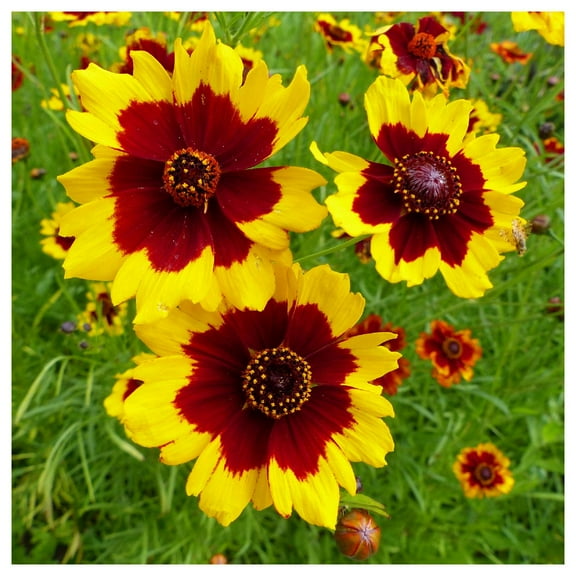 Everwilde Farms - 1/4 lb Plains Coreopsis Native Wildflower Seeds - Gold Vault Bulk Seed Packet