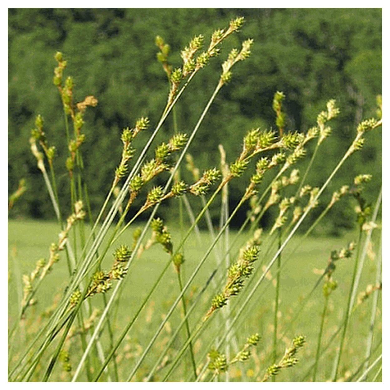 Everwilde Farms - 1/4 lb Plains Oval Sedge Native Grass Seeds - Gold Vault Bulk Seed Packet