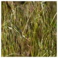 thumbnail image 1 of Everwilde Farms - 1/4 lb Prairie Brome Native Grass Seeds - Gold Vault Bulk Seed Packet, 1 of 2