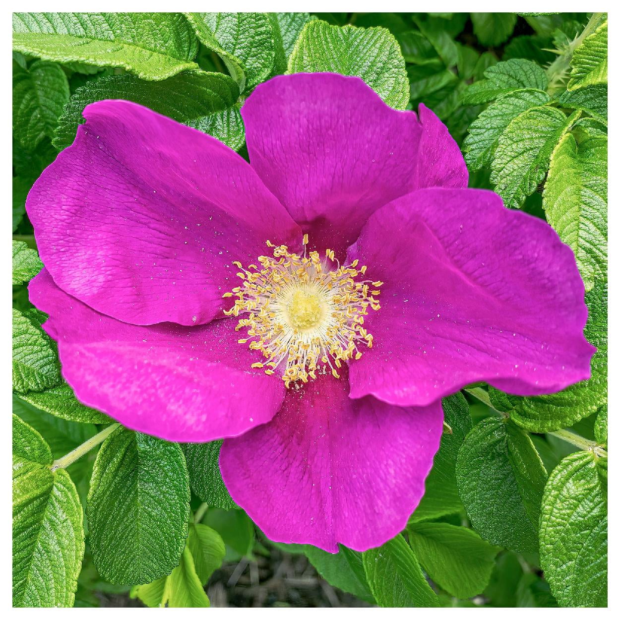 Everwilde Farms - 1/4 lb Prairie Wild Rose Native Wildflower Seeds - Gold Vault Bulk Seed Packet