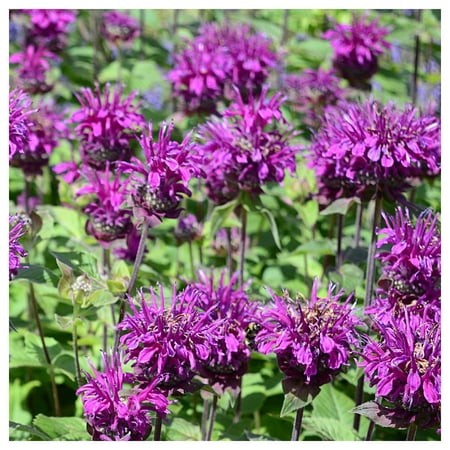 Everwilde Farms - 1/4 lb Purple Bergamot Native Wildflower Seeds - Gold Vault Bulk Seed Packet