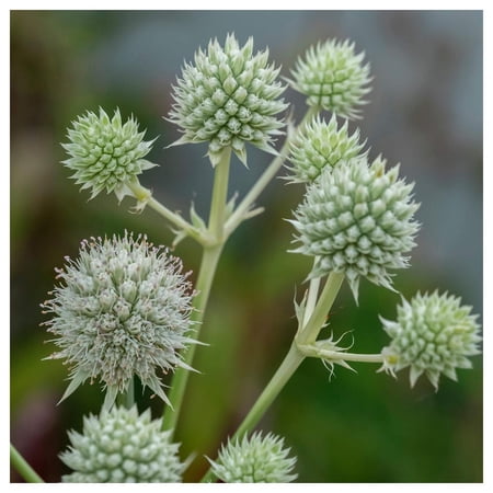 Everwilde Farms - 1/4 lb Rattlesnake Master Native Wildflower Seeds - Gold Vault Bulk Seed Packet