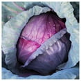 thumbnail image 1 of Everwilde Farms - 1/4 lb Red Acre Cabbage Seeds - Gold Vault Bulk Seed Packet, 1 of 3