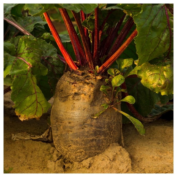 Everwilde Farms - 1/4 lb Red Mammoth Fodder Beet Seeds - Gold Vault Bulk Seed Packet