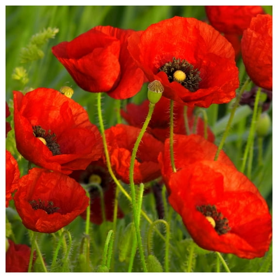 Everwilde Farms - 1/4 lb Red Poppy Garden Flower Seeds - Gold Vault Bulk Seed Packet