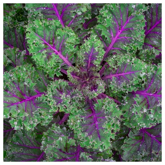 Everwilde Farms - 1/4 lb Red Russian Kale Seeds - Gold Vault Bulk Seed Packet