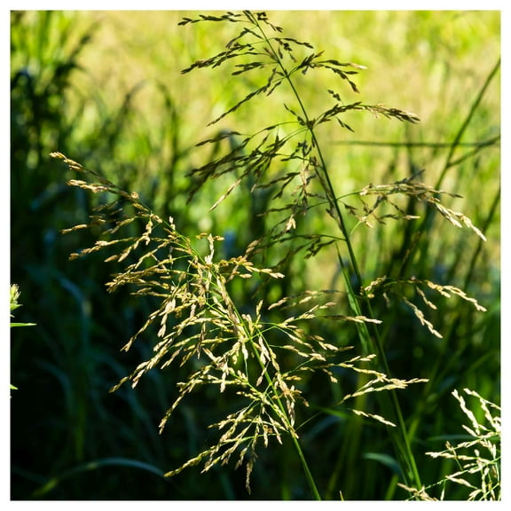 Everwilde Farms - 1/4 lb Reed Manna Grass Native Grass Seeds - Gold Vault Bulk Seed Packet