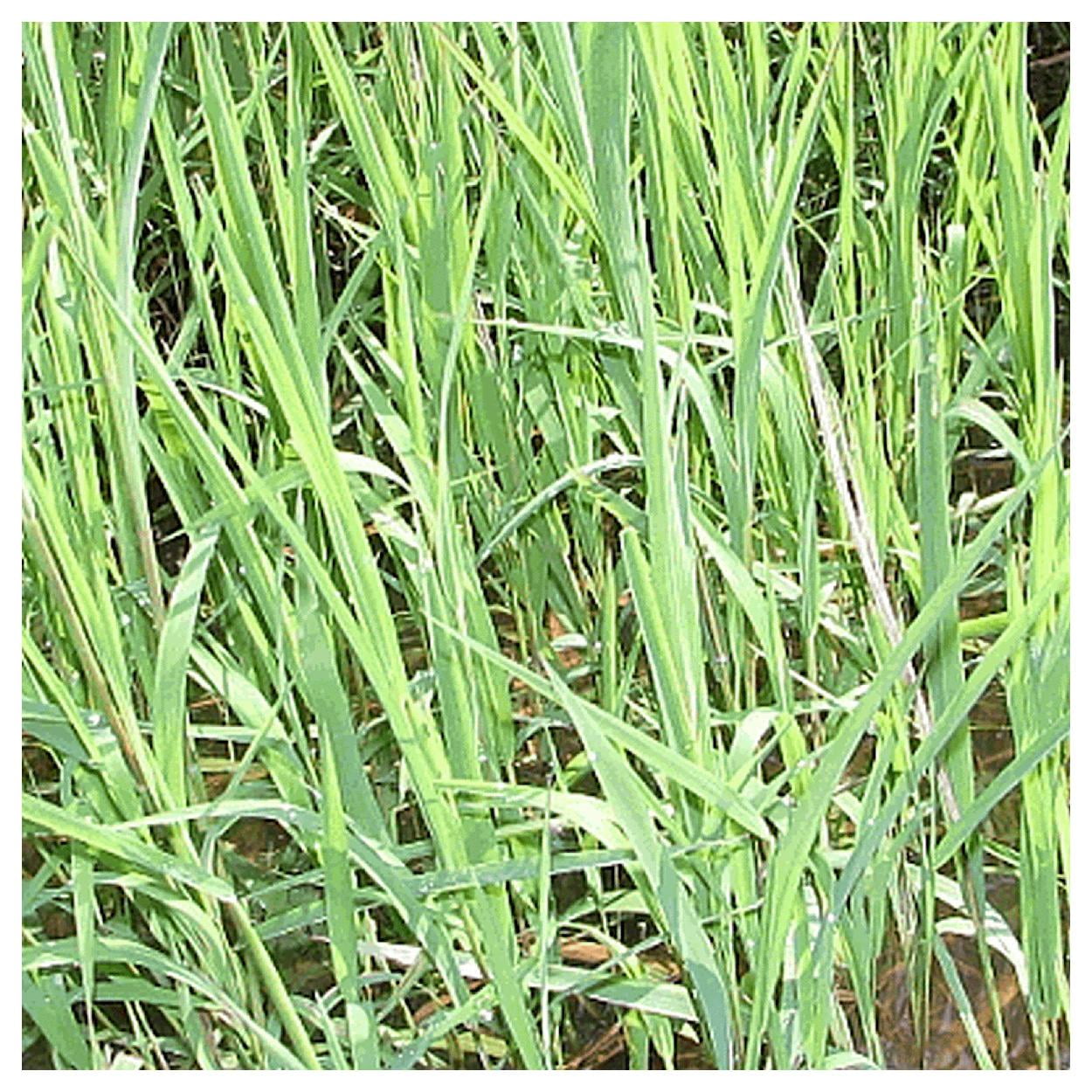 Everwilde Farms - 1/4 lb Rice Cut Grass Native Grass Seeds - Gold Vault Bulk Seed Packet