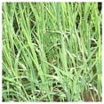 thumbnail image 1 of Everwilde Farms - 1/4 lb Rice Cut Grass Native Grass Seeds - Gold Vault Bulk Seed Packet, 1 of 3