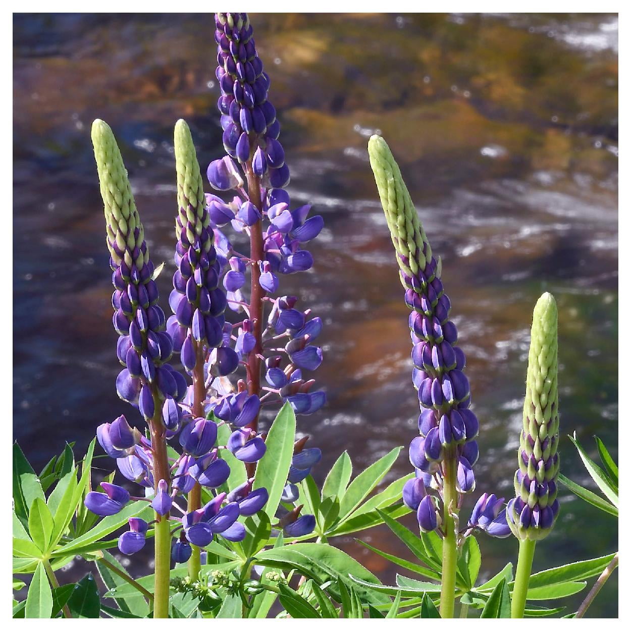 Everwilde Farms - 1/4 lb Riverbank Lupine Native Wildflower Seeds - Gold Vault Bulk Seed Packet