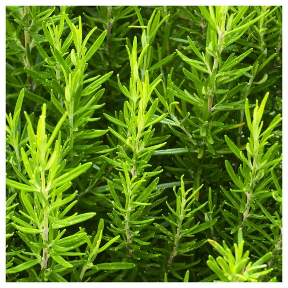 Everwilde Farms - 1/4 lb Organic Rosemary Herb Seeds - Gold Vault Bulk Seed Packet