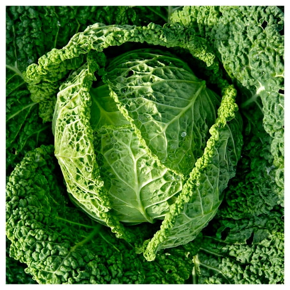 Everwilde Farms - 1/4 lb Savoy Cabbage Seeds - Gold Vault Bulk Seed Packet