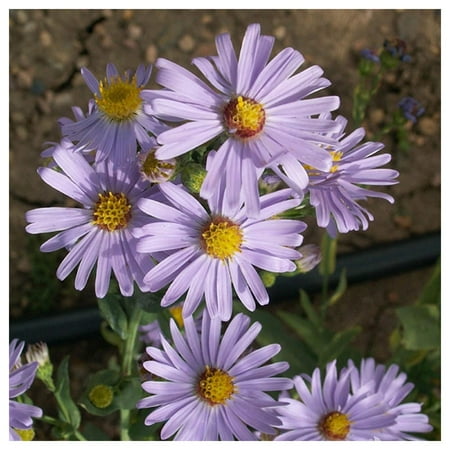 Everwilde Farms - 1/4 lb Smooth Blue Aster Native Wildflower Seeds - Gold Vault Bulk Seed Packet