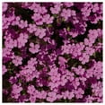 thumbnail image 1 of Everwilde Farms - 1/4 lb Soapwort Garden Flower Seeds - Gold Vault Bulk Seed Packet, 1 of 3