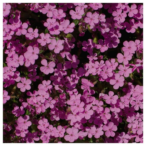 Everwilde Farms - 1/4 lb Soapwort Garden Flower Seeds - Gold Vault Bulk Seed Packet
