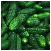 Everwilde Farms - 1/4 lb Spacemaster Cucumber Seeds - Gold Vault Bulk Seed Packet