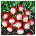 thumbnail image 1 of Everwilde Farms - 1/4 lb Sparkler White Tip Radish Seeds - Gold Vault Bulk Seed Packet, 1 of 3