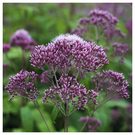 Everwilde Farms - 1/4 lb Sweet Joe Pye Weed Native Wildflower Seeds - Gold Vault Bulk Seed Packet