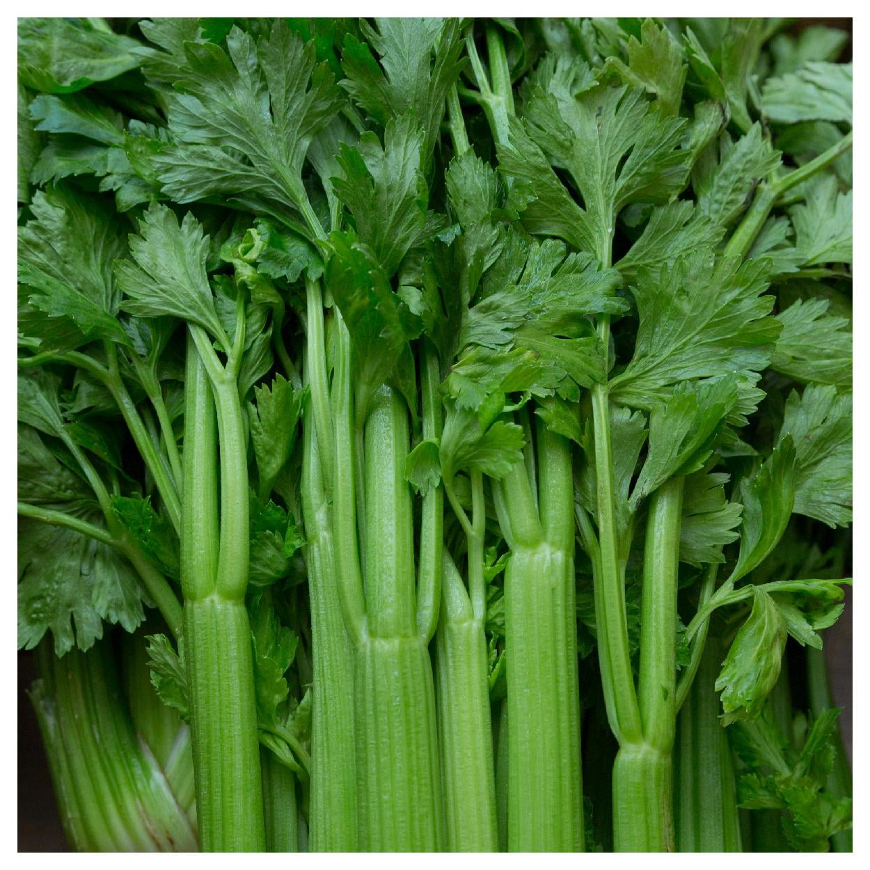 Everwilde Farms - 1/4 lb Tendercrisp Celery Seeds - Gold Vault Bulk Seed Packet