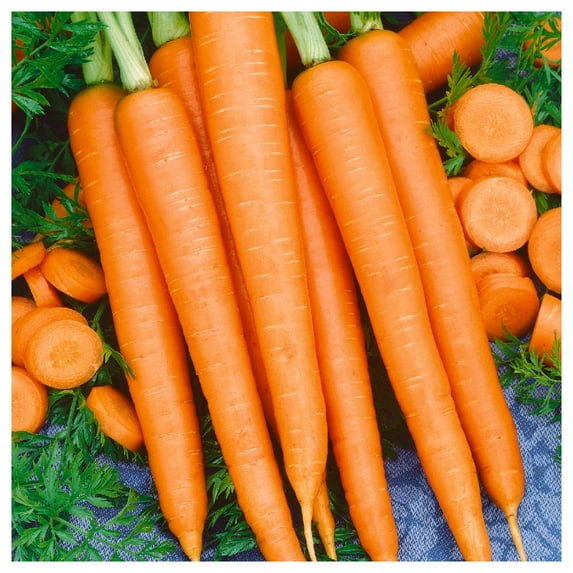 Everwilde Farms - 1/4 lb Tendersweet Carrot Seeds - Gold Vault Bulk Seed Packet