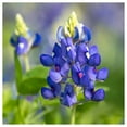 thumbnail image 1 of Everwilde Farms - 1/4 lb Texas Bluebonnet Native Wildflower Seeds - Gold Vault Bulk Seed Packet, 1 of 4