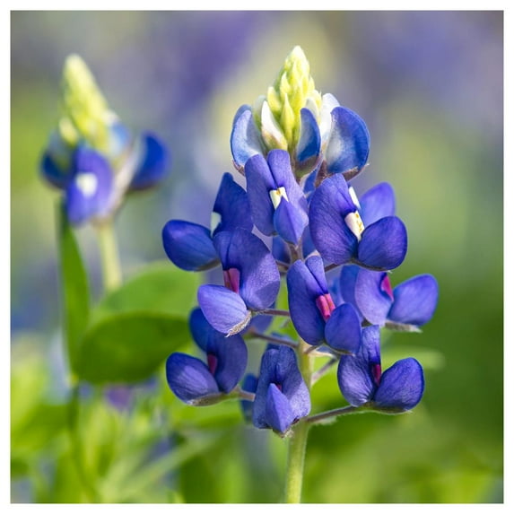 Everwilde Farms - 1/4 lb Texas Bluebonnet Native Wildflower Seeds - Gold Vault Bulk Seed Packet