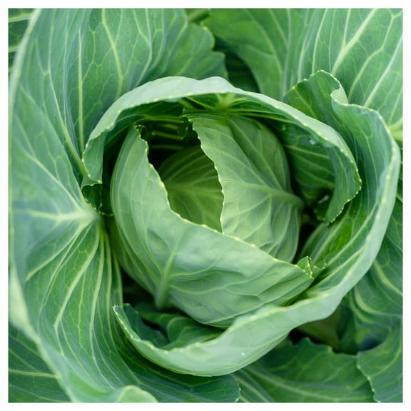 Everwilde Farms - 1/4 lb Vates Collard Seeds - Gold Vault Bulk Seed Packet