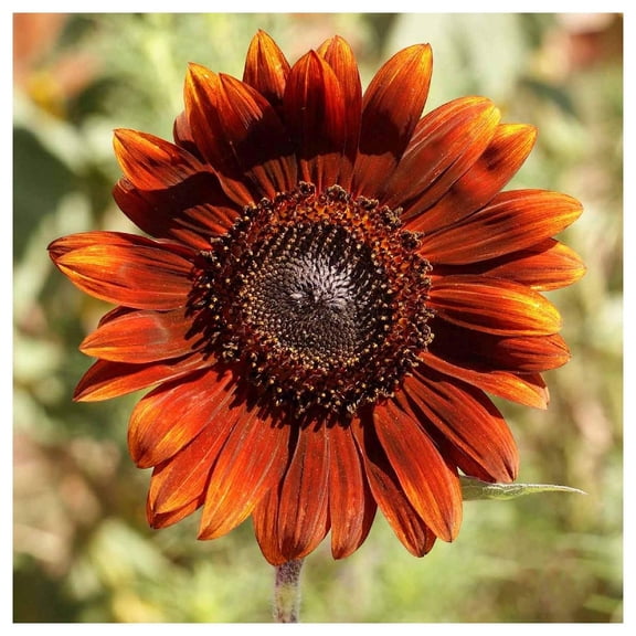 Everwilde Farms - 1/4 lb Velvet Queen Sunflower Garden Flower Seeds - Gold Vault Bulk Seed Packet